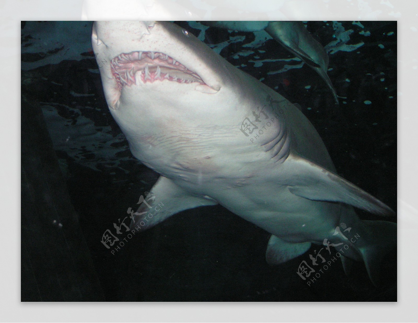 暑期档惊悚颠峰 人鲨决战 电影《大白鲨之夺命鲨口》明日开鲨 - 360娱乐，你开心就好