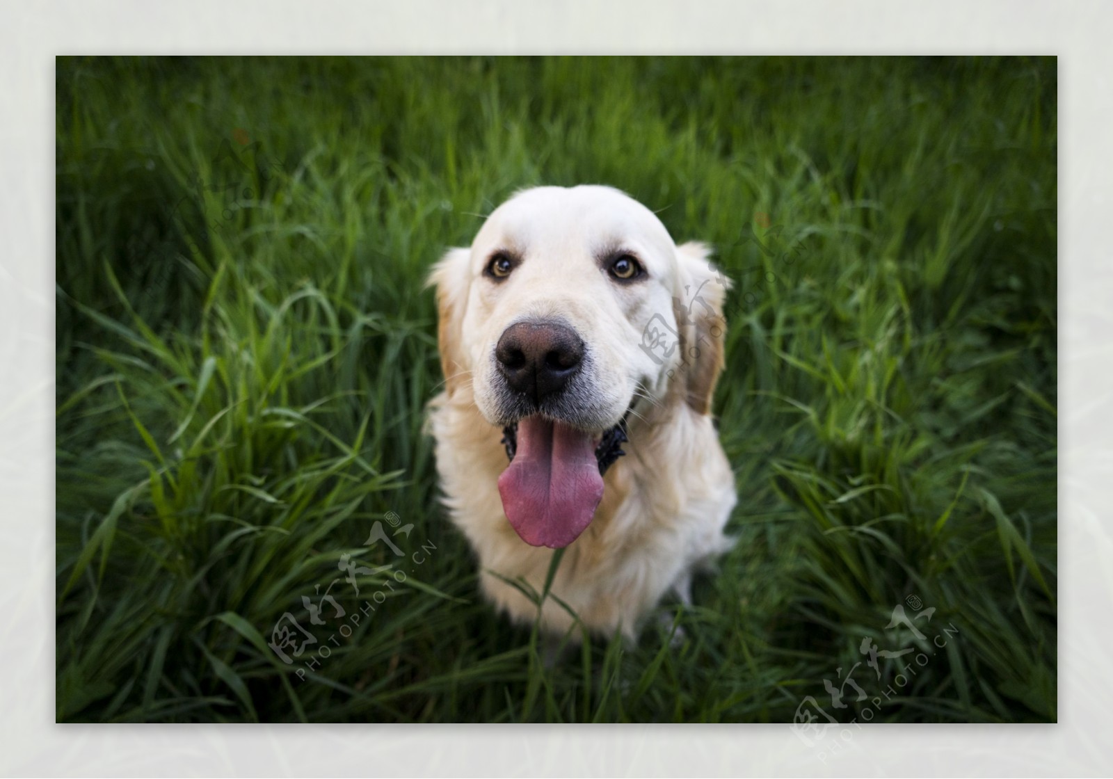 吐舌头的可爱狗狗图片