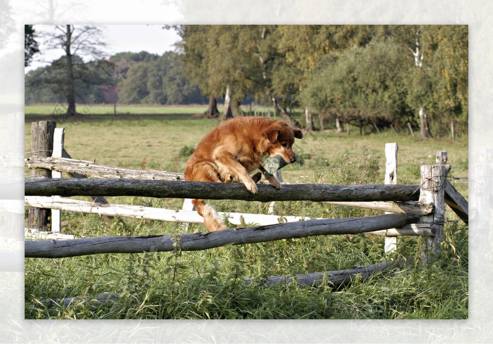 爬在木栏上的狗