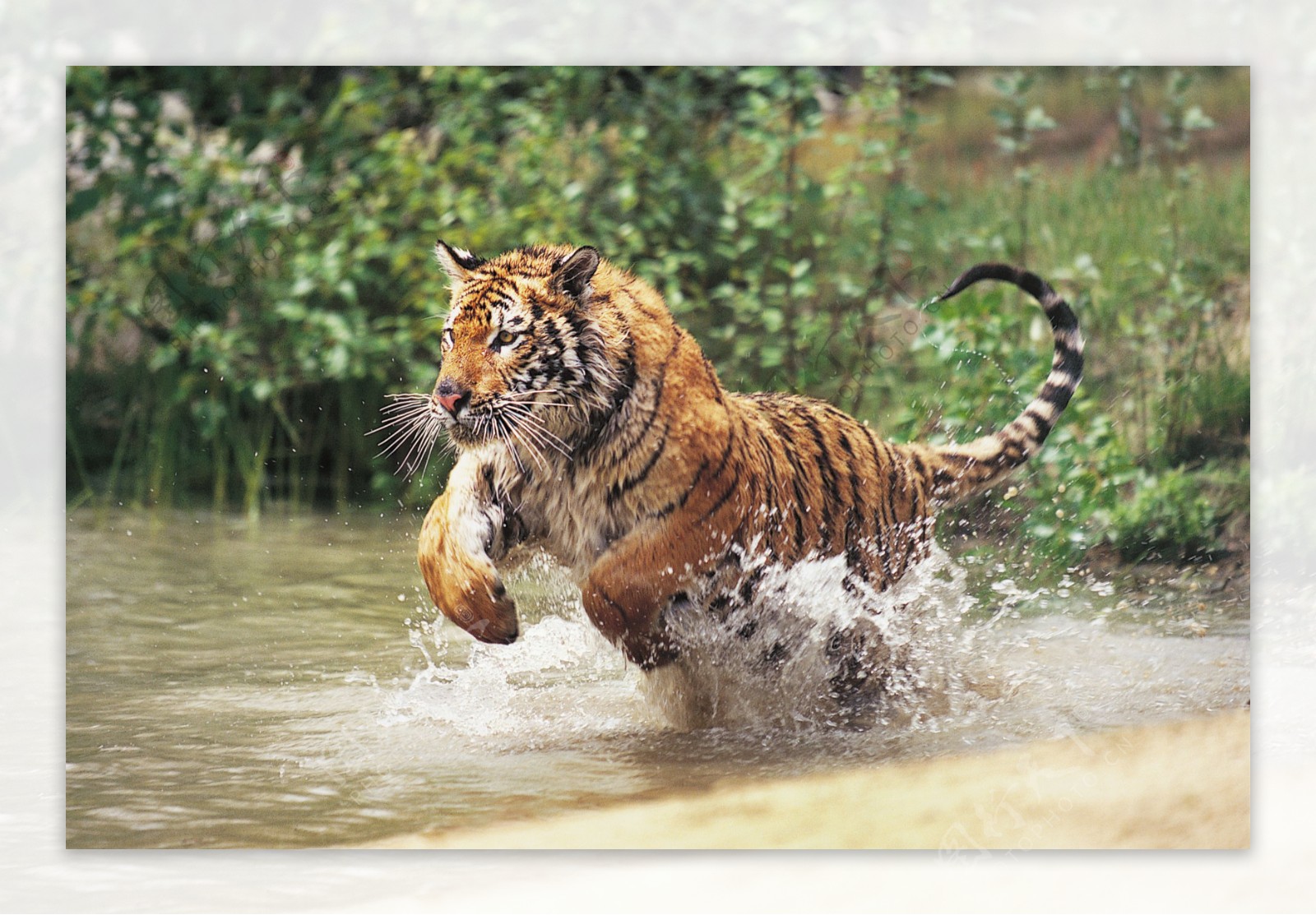 水中行走的老虎