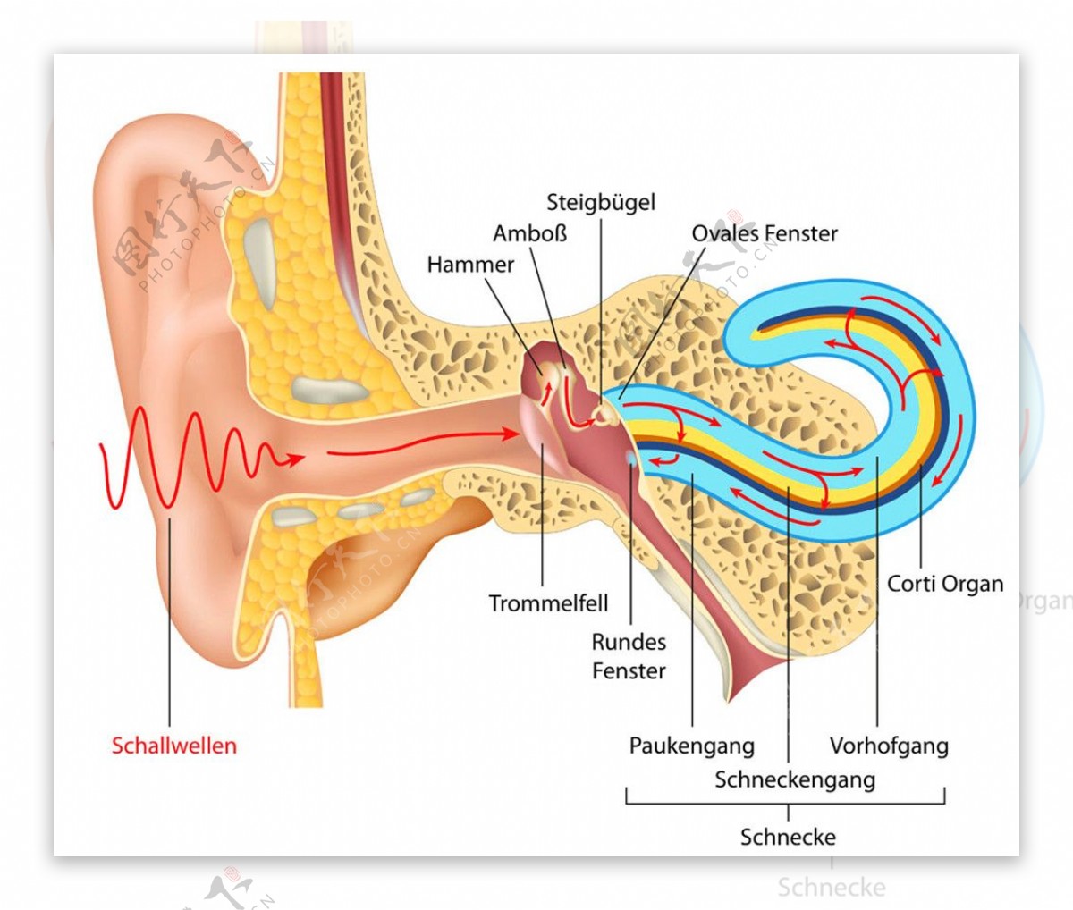 人体耳朵器官图片