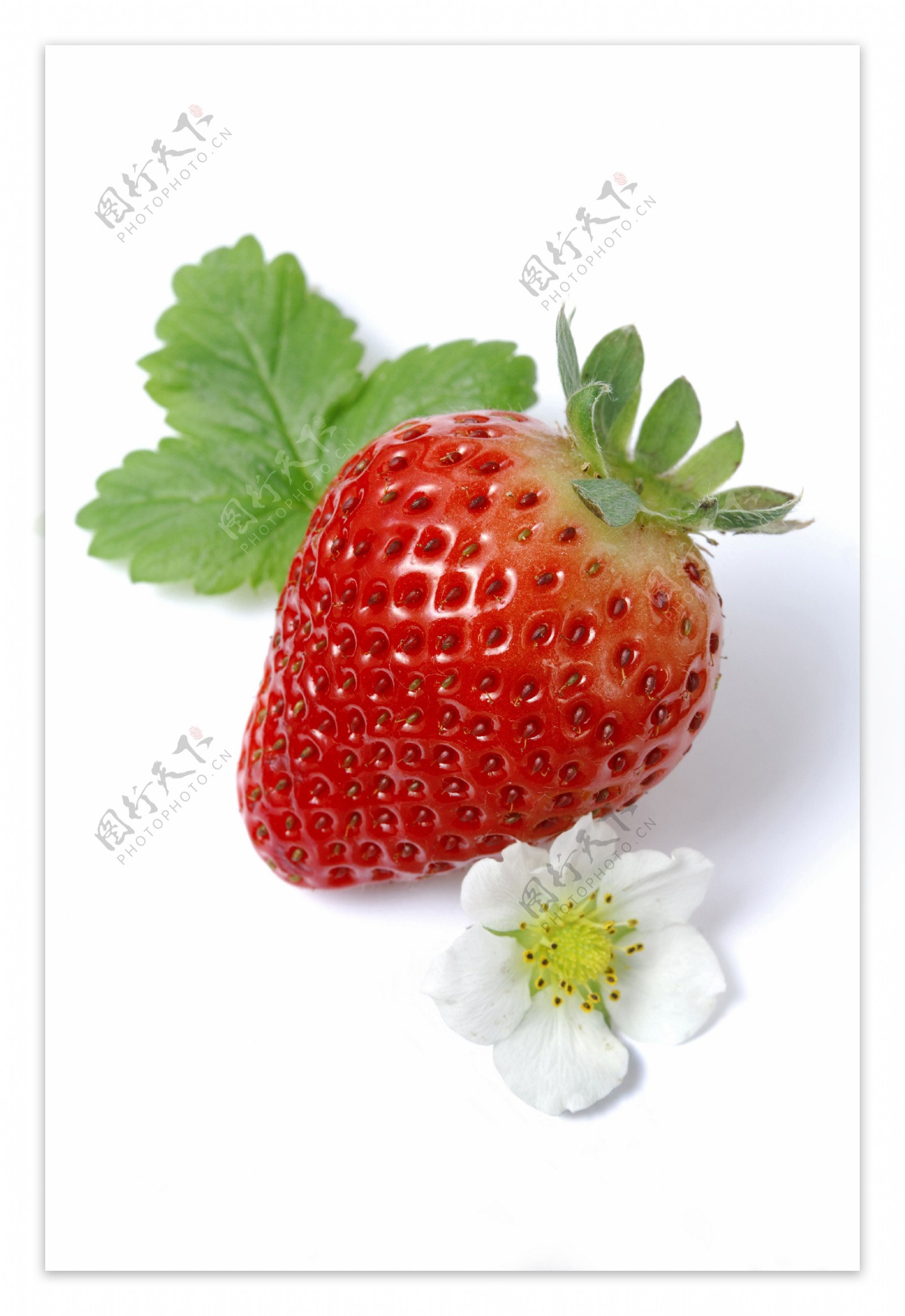 草莓014