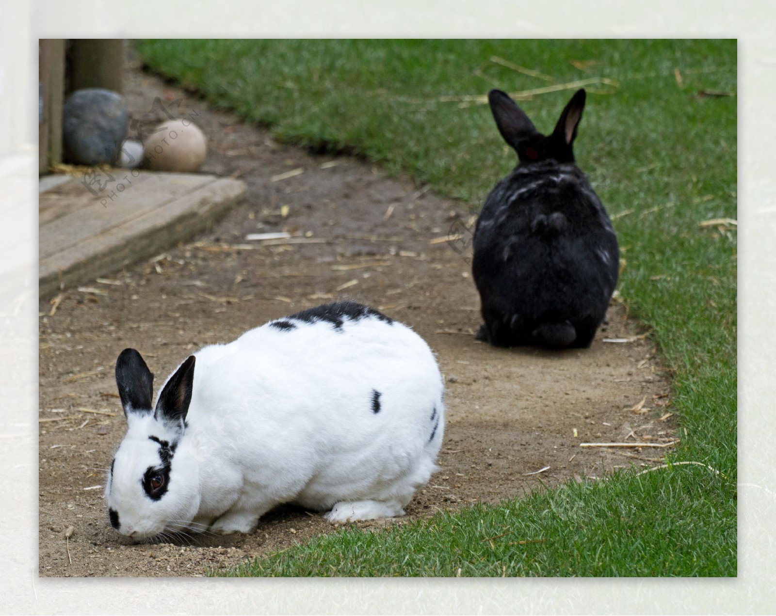 (一)家兔的繁殖生理-辈宠网-(一)家兔的繁殖生理兽医