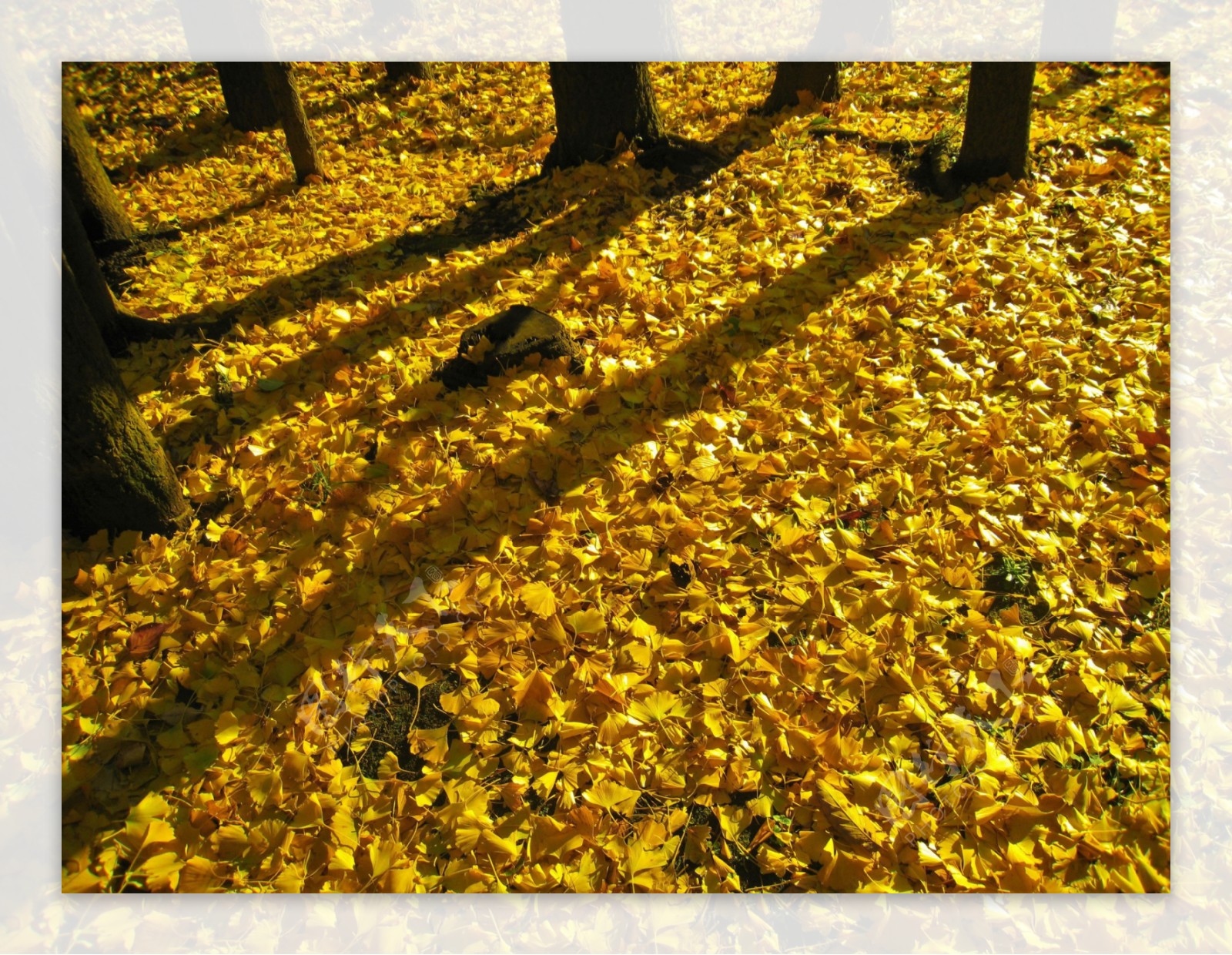 秋天满地落叶图片