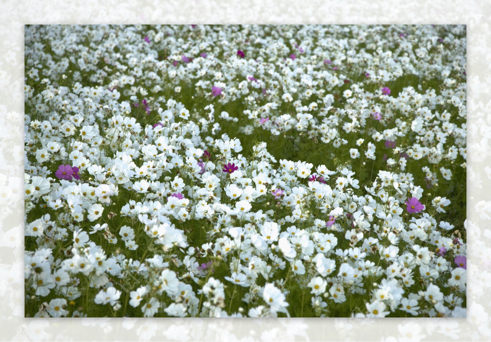 白色的雏菊花海图片图片