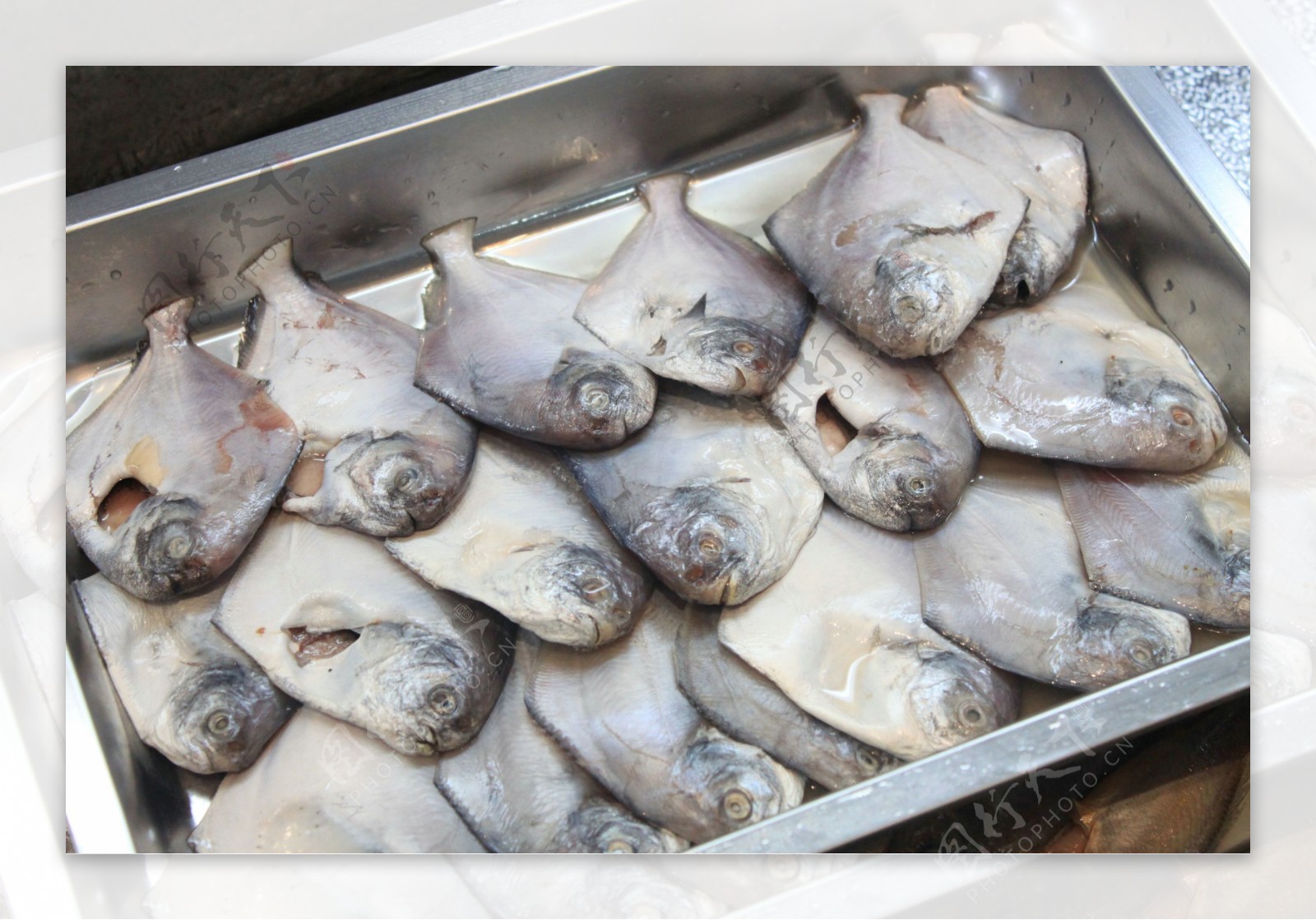 海鲜昌扁鱼鲳鱼图片