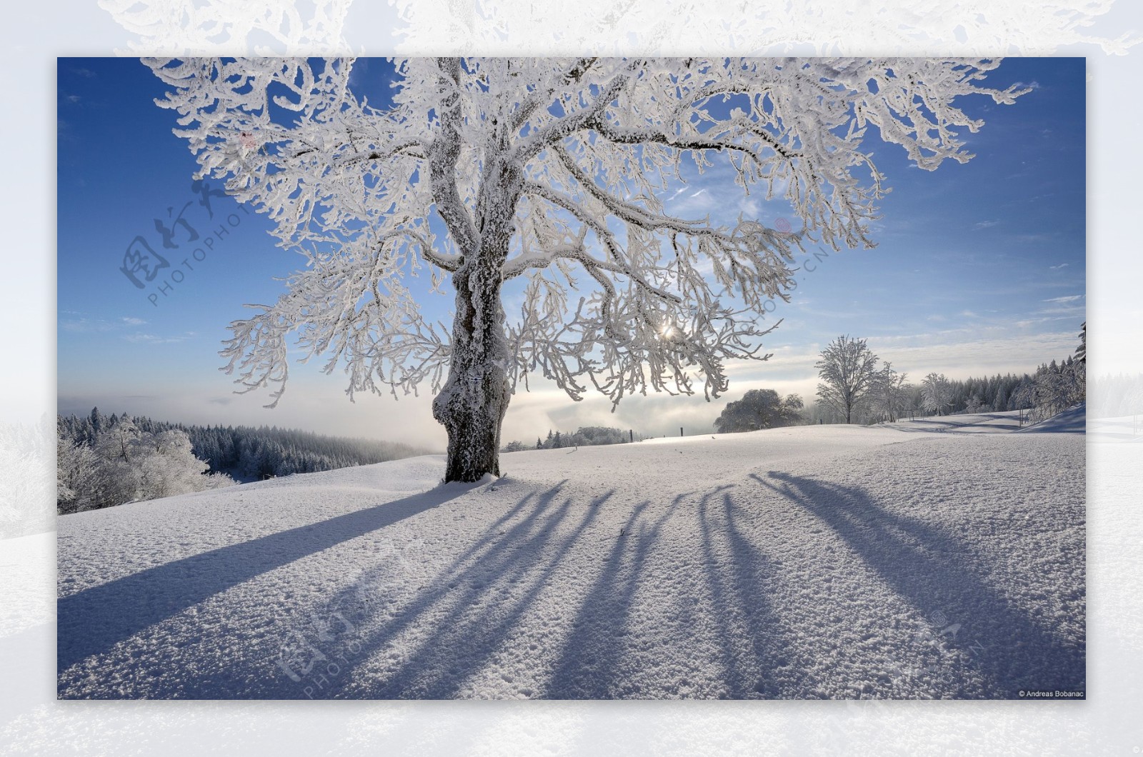 冬天阳光下的树挂和厚厚的雪