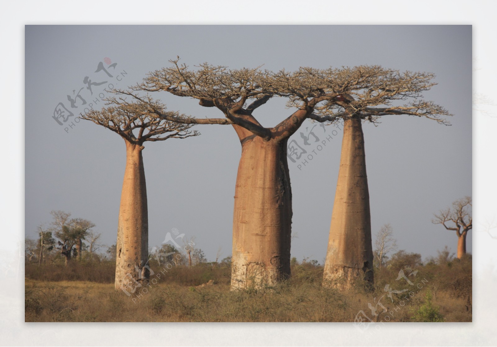 非洲树木摄影