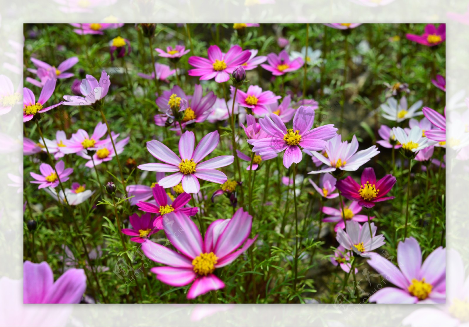 格桑花图片