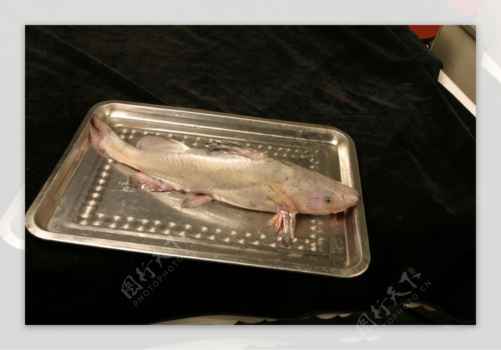 铁盘里的江团鱼图片
