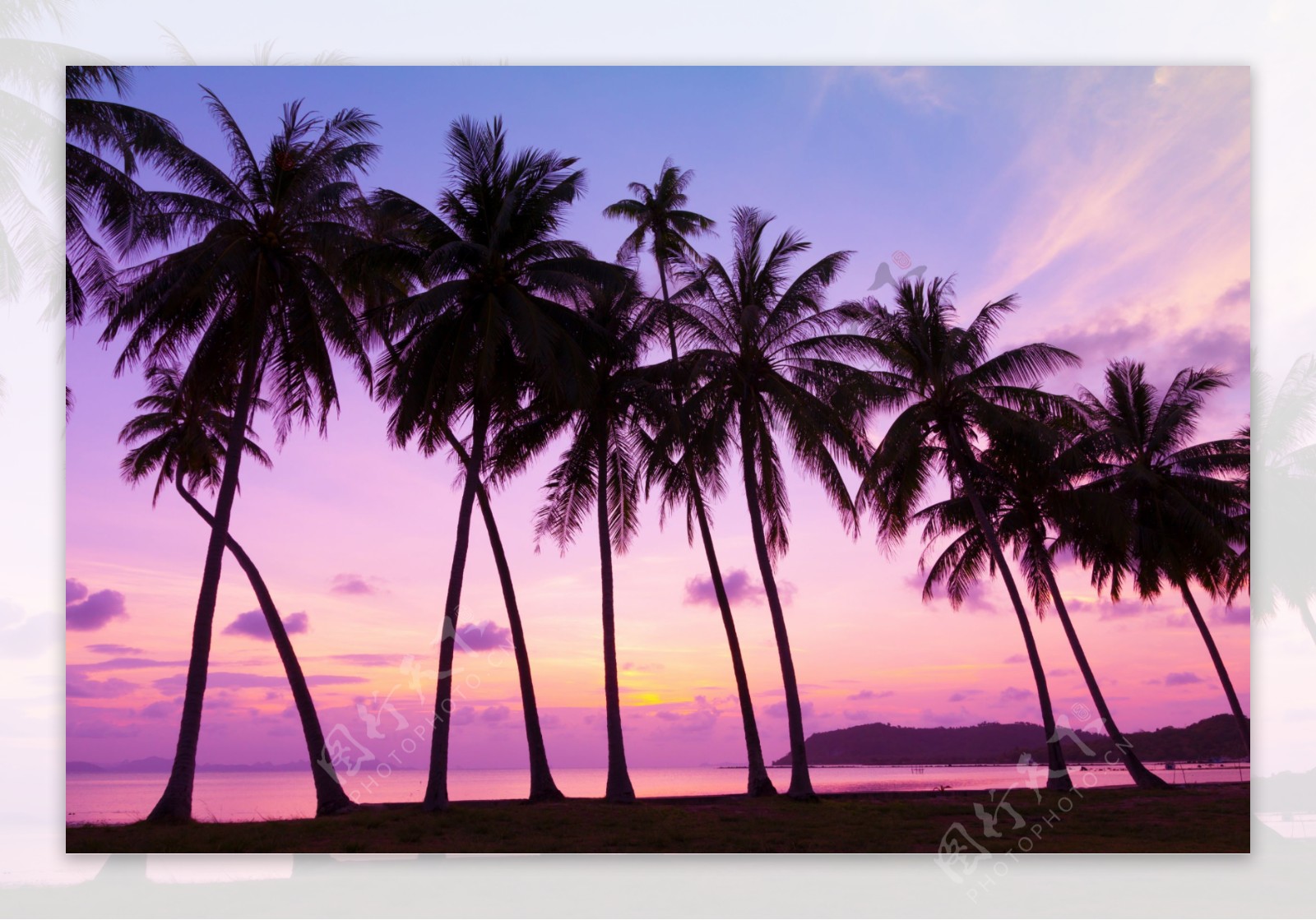 美丽的椰子树海洋风景图片