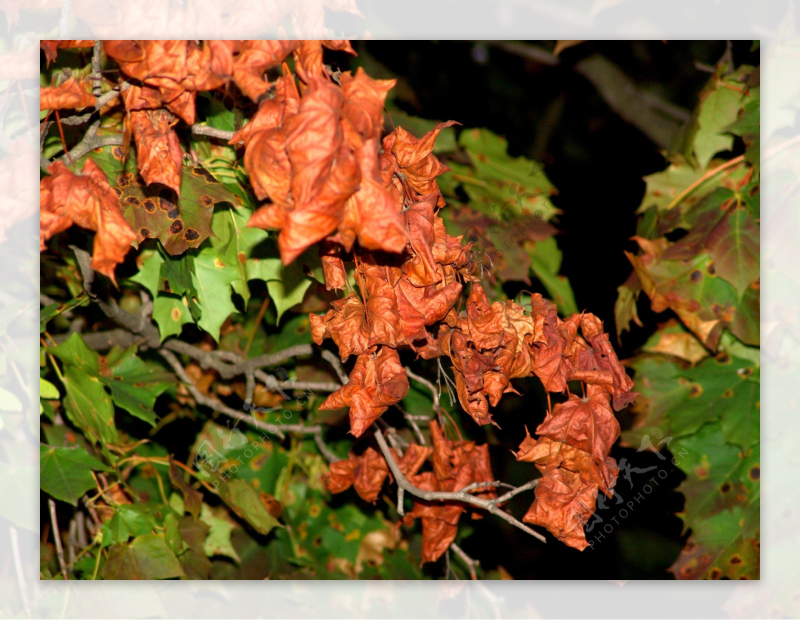 秋天红色落叶图片