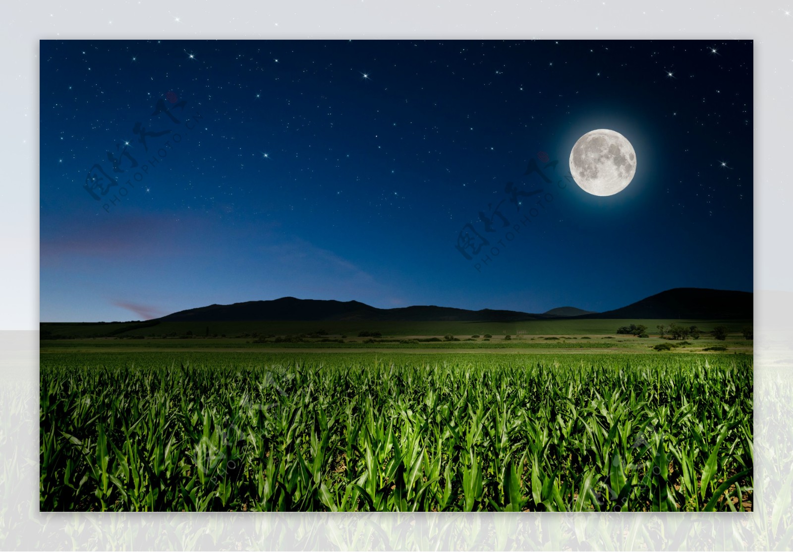 夜空挂着圆月与玉米地作物高清图片