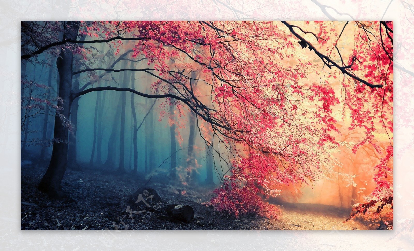 美丽的红色枫树图片
