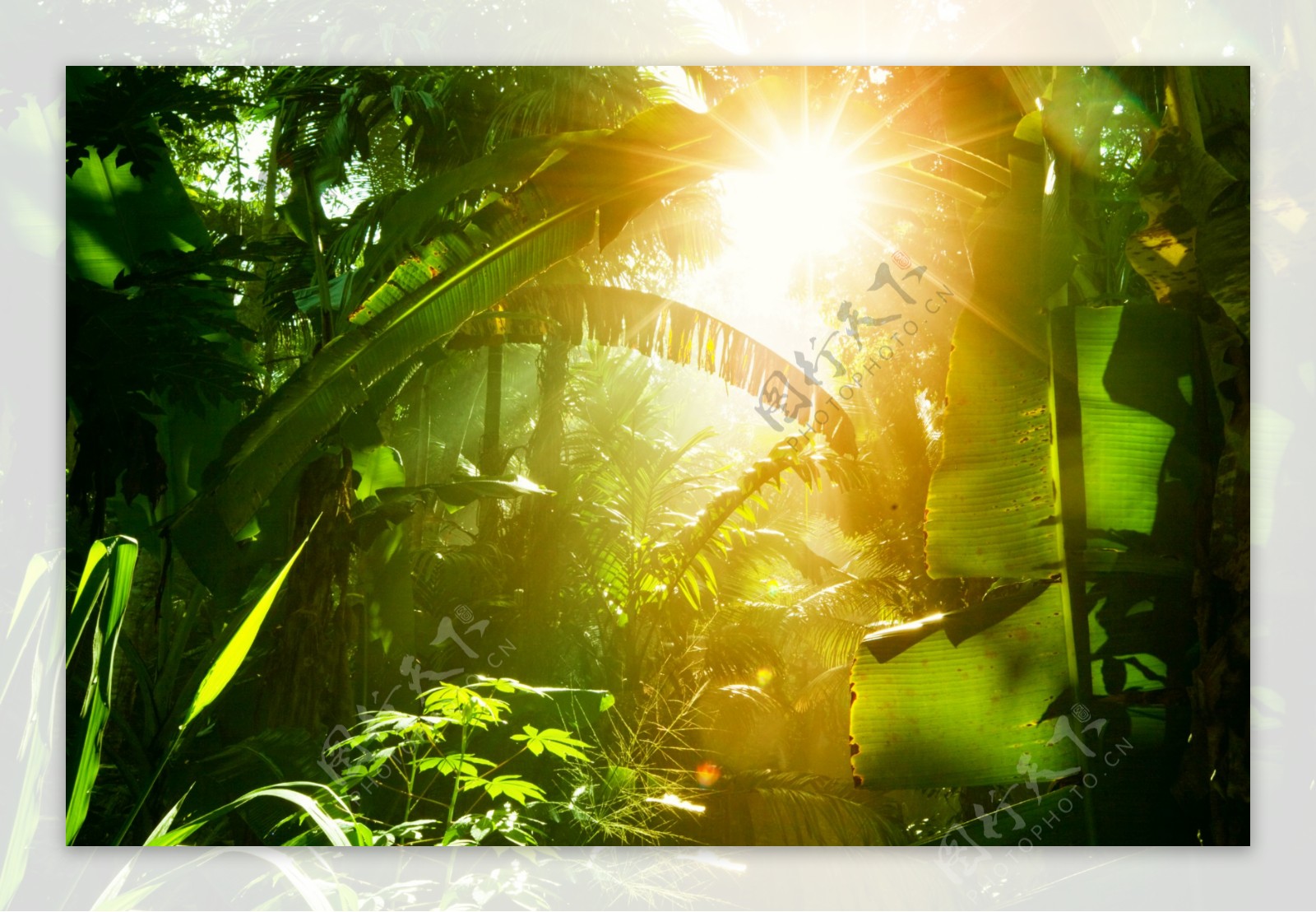 唯美热带雨林景色高清图片
