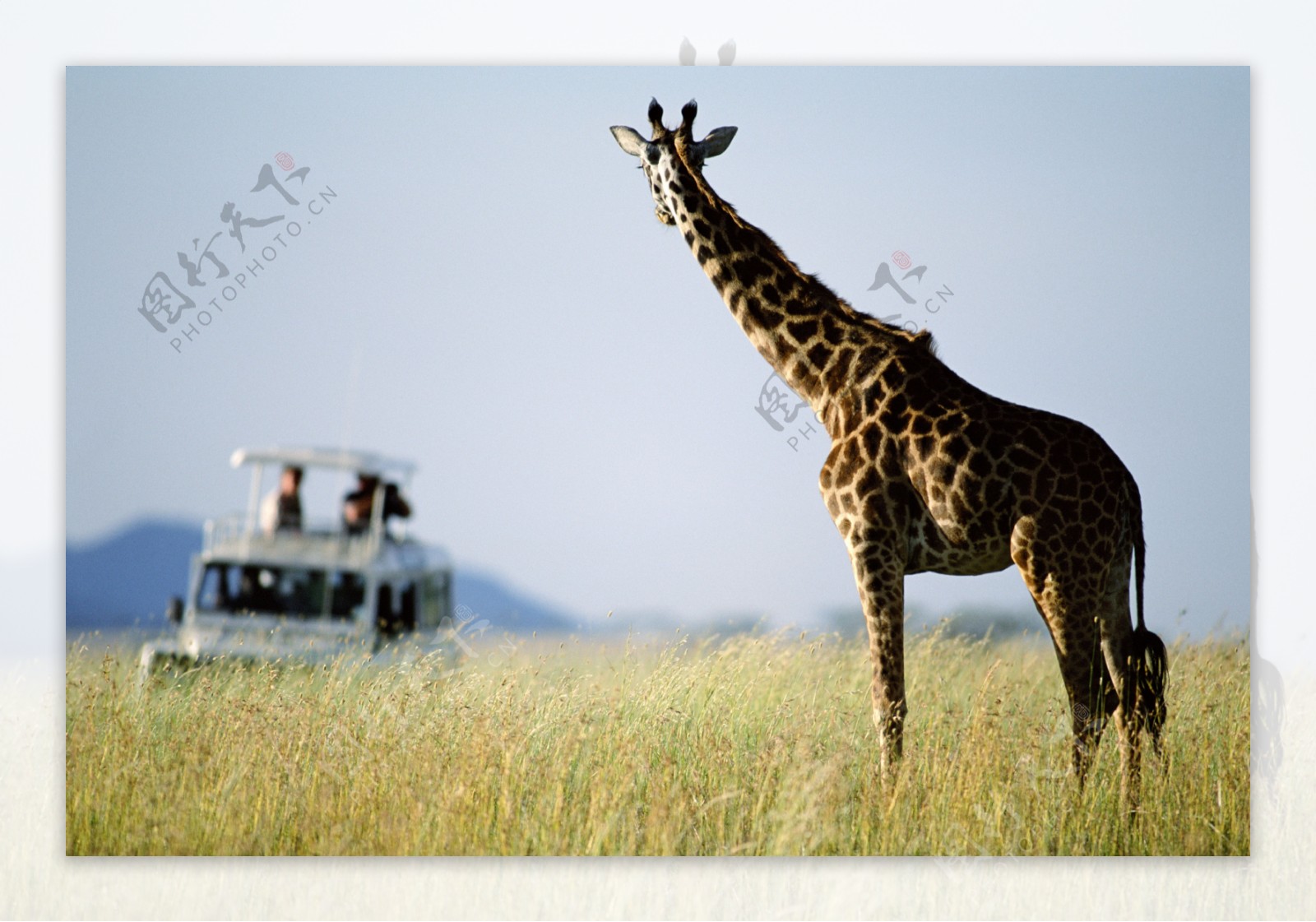 非洲野生动物长颈鹿