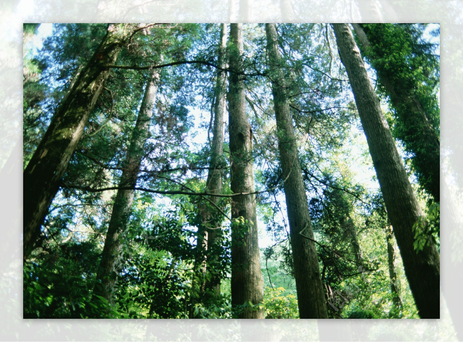 树林图片森林树木图片126