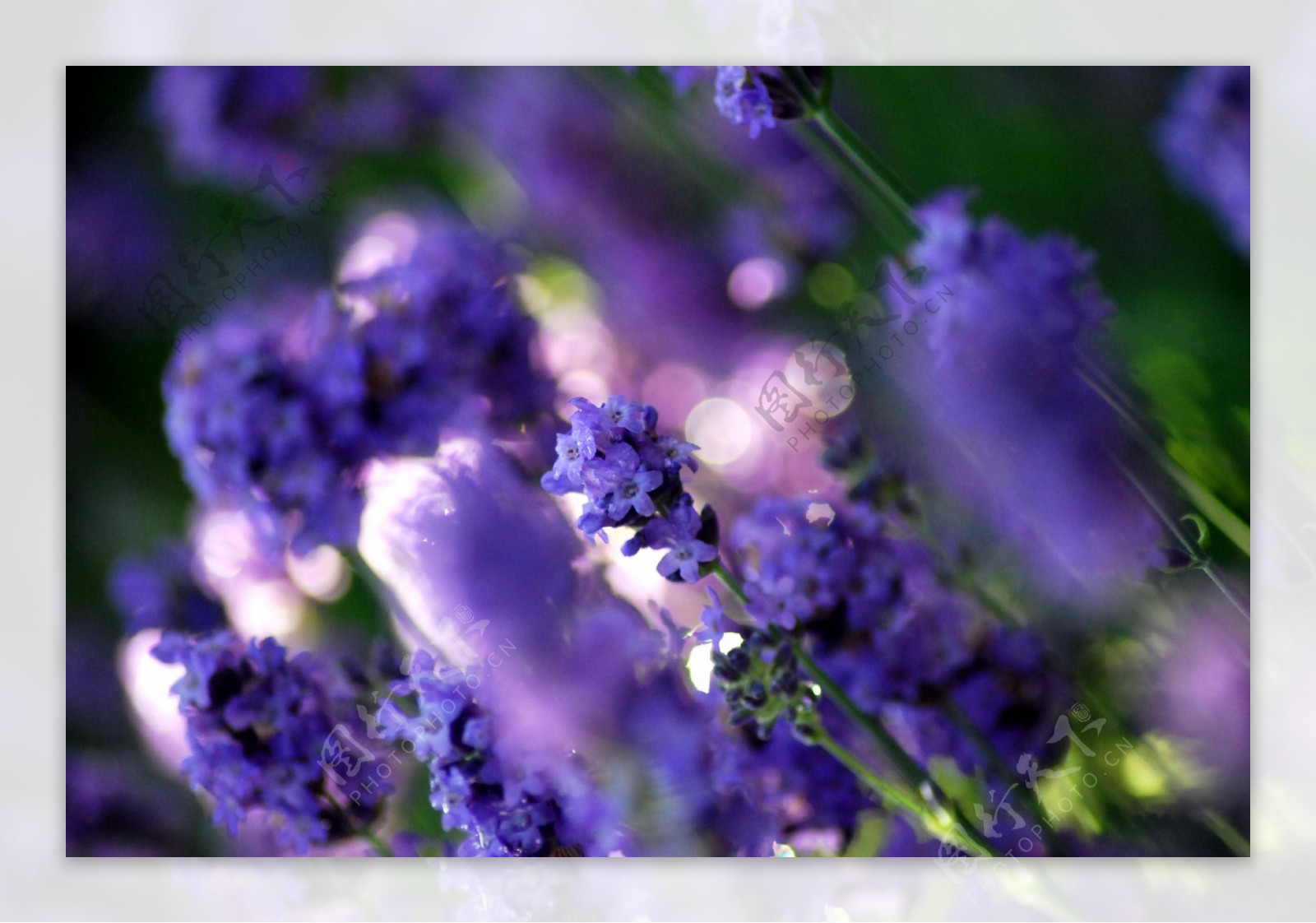 梦幻紫色鲜花