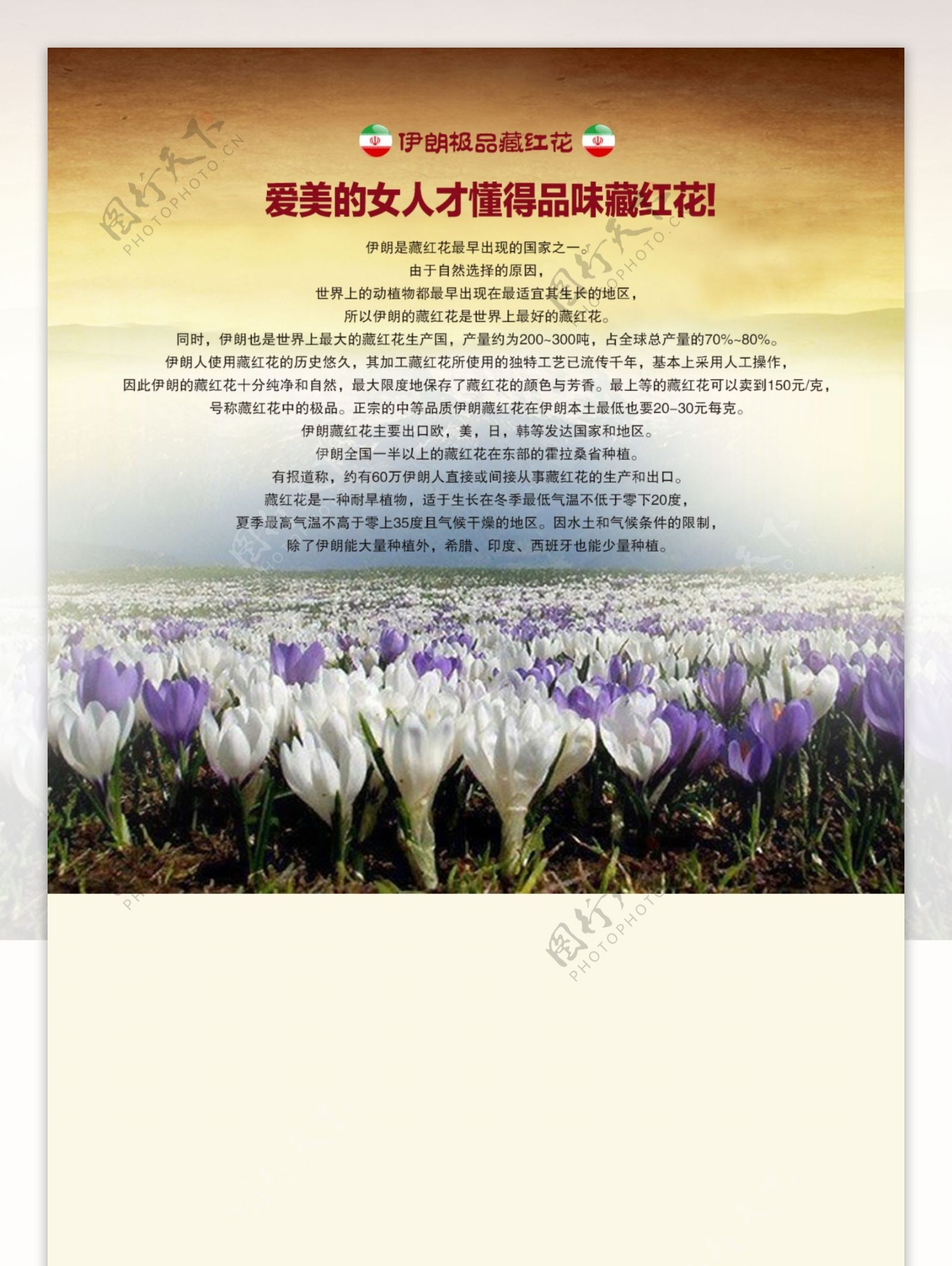 藏红花网站首页