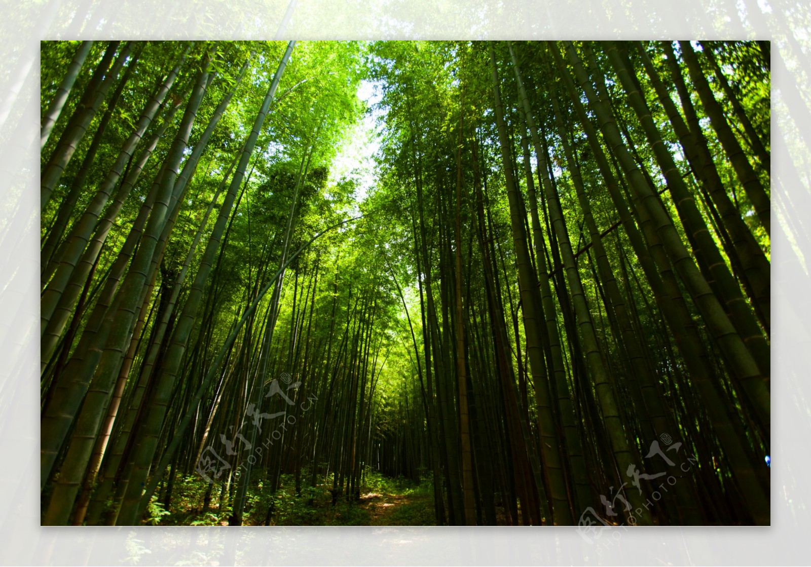 竹林景色摄影