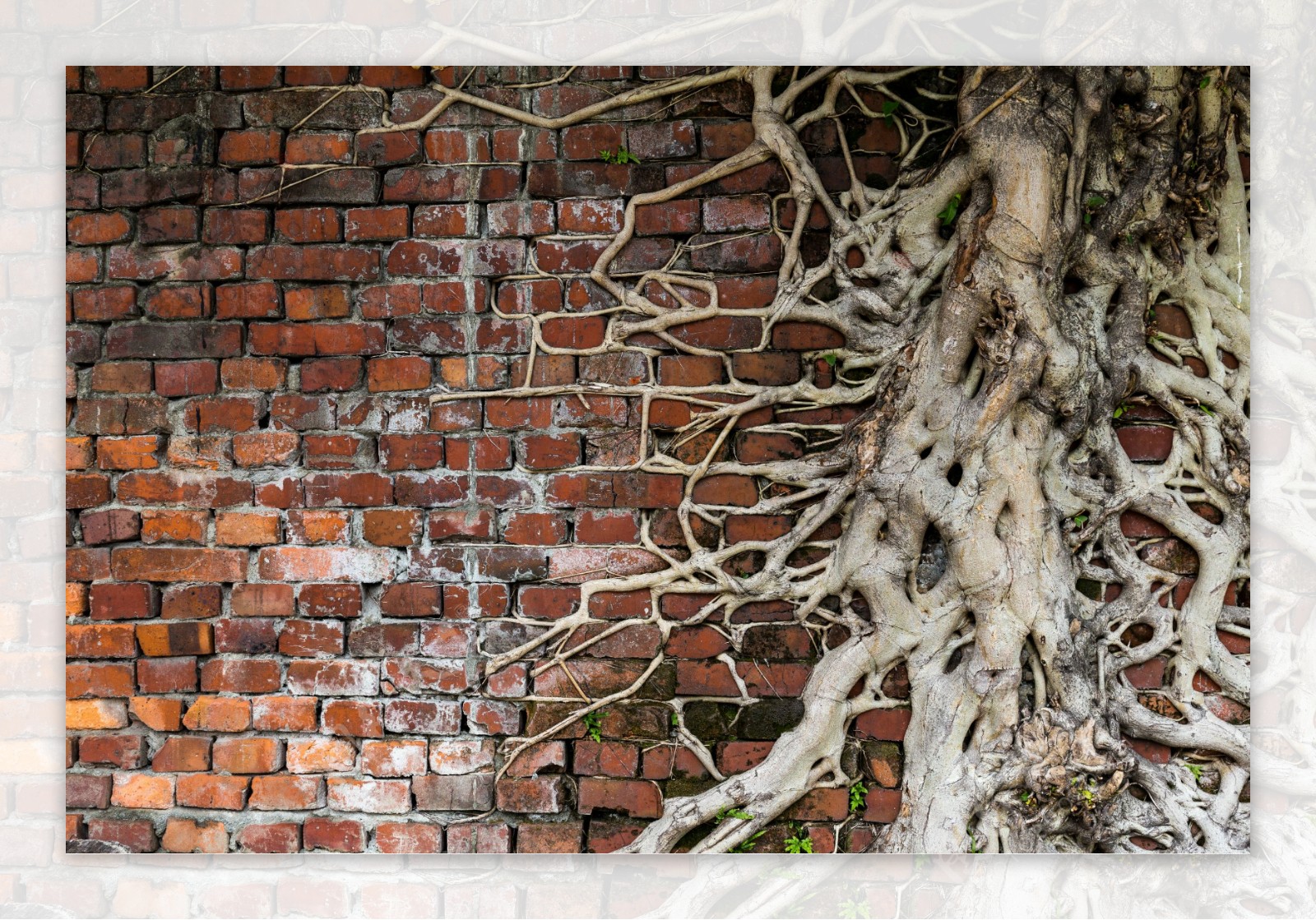 砖墙上的树根