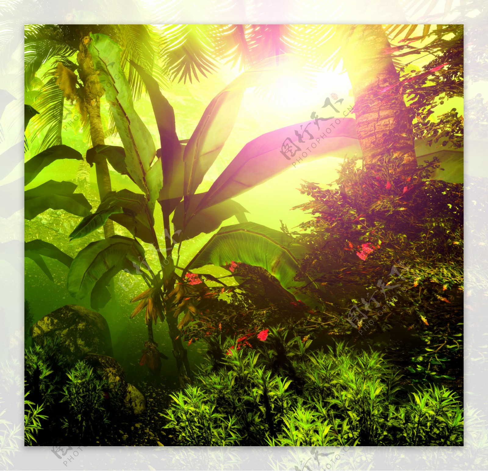 热带雨林植物摄影图片