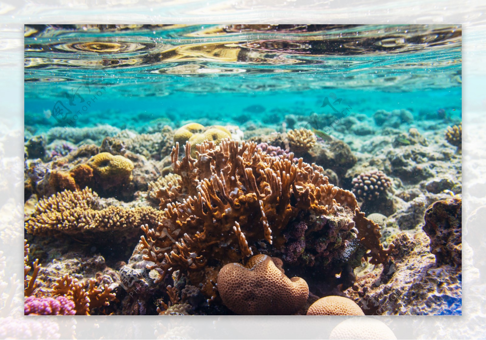 海底珊瑚摄影