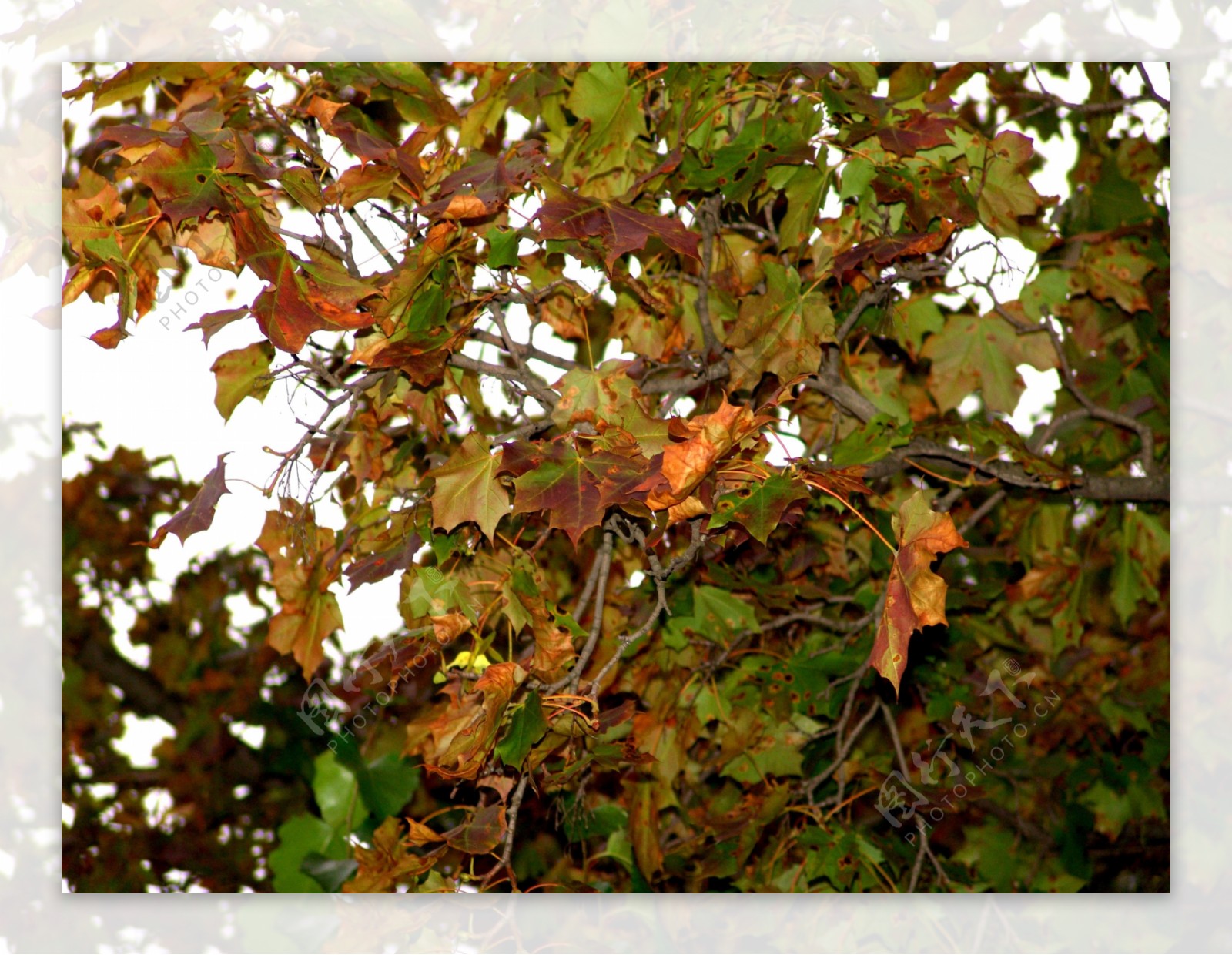 秋天枫树林枯叶落叶