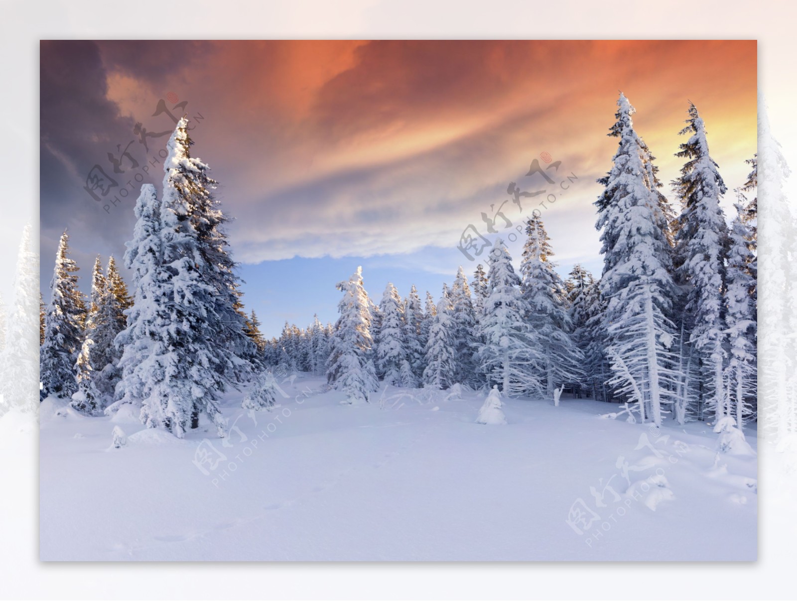 美丽树林雪景背景