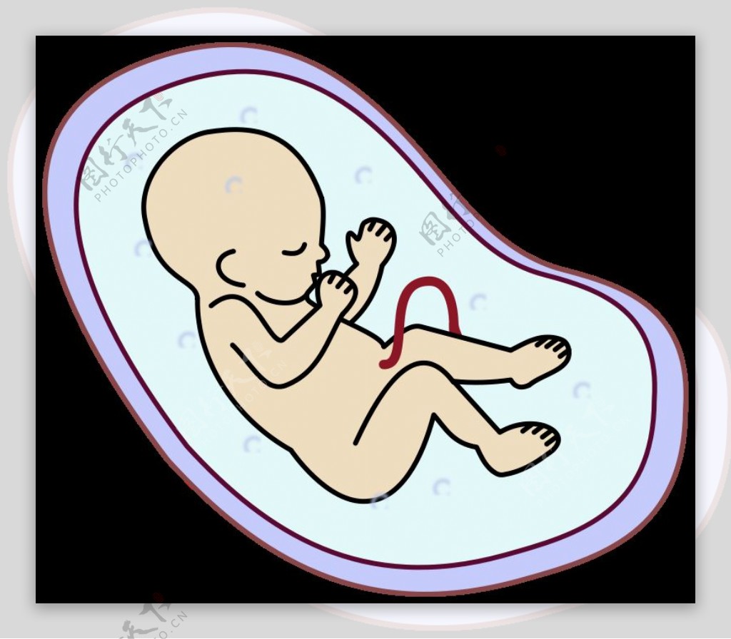 人类胚胎