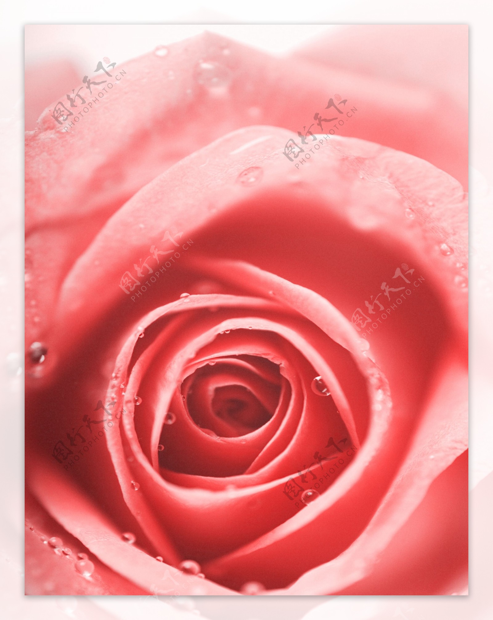 花朵水珠玫瑰花素材