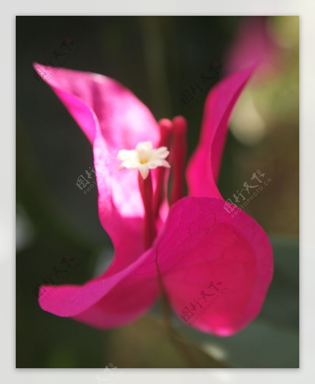 位图植物摄影写实花卉花朵兰花免费素材