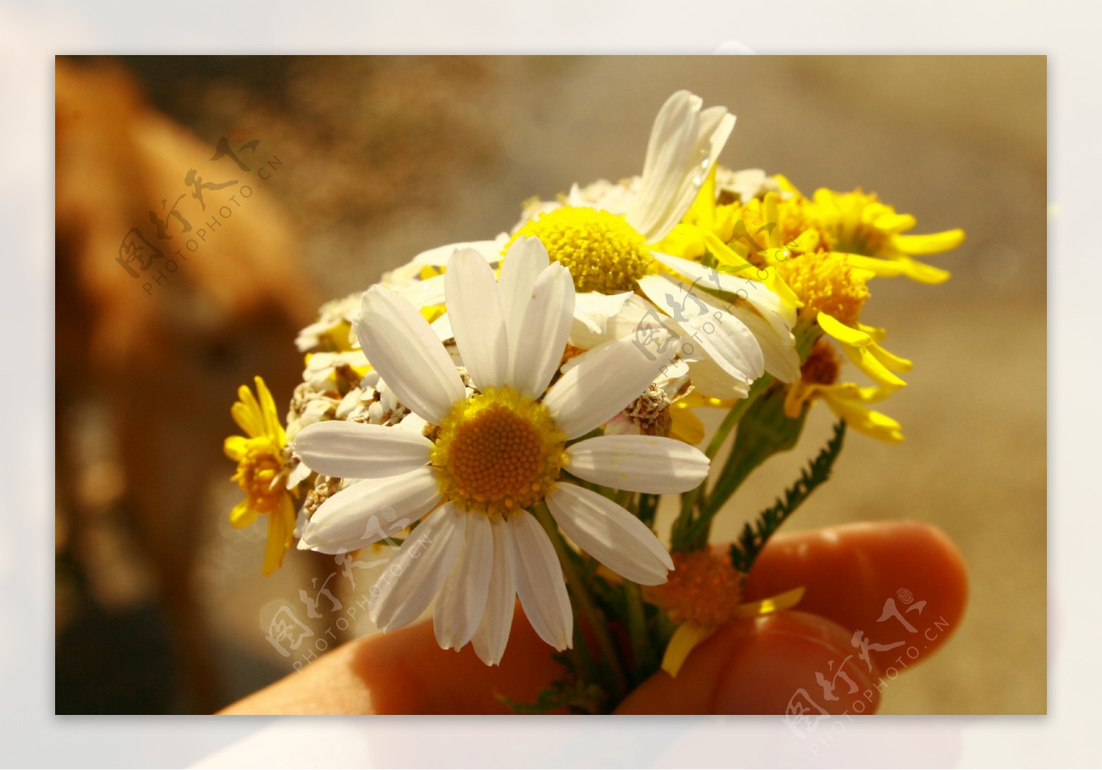 位图植物花朵写实花卉菊花免费素材