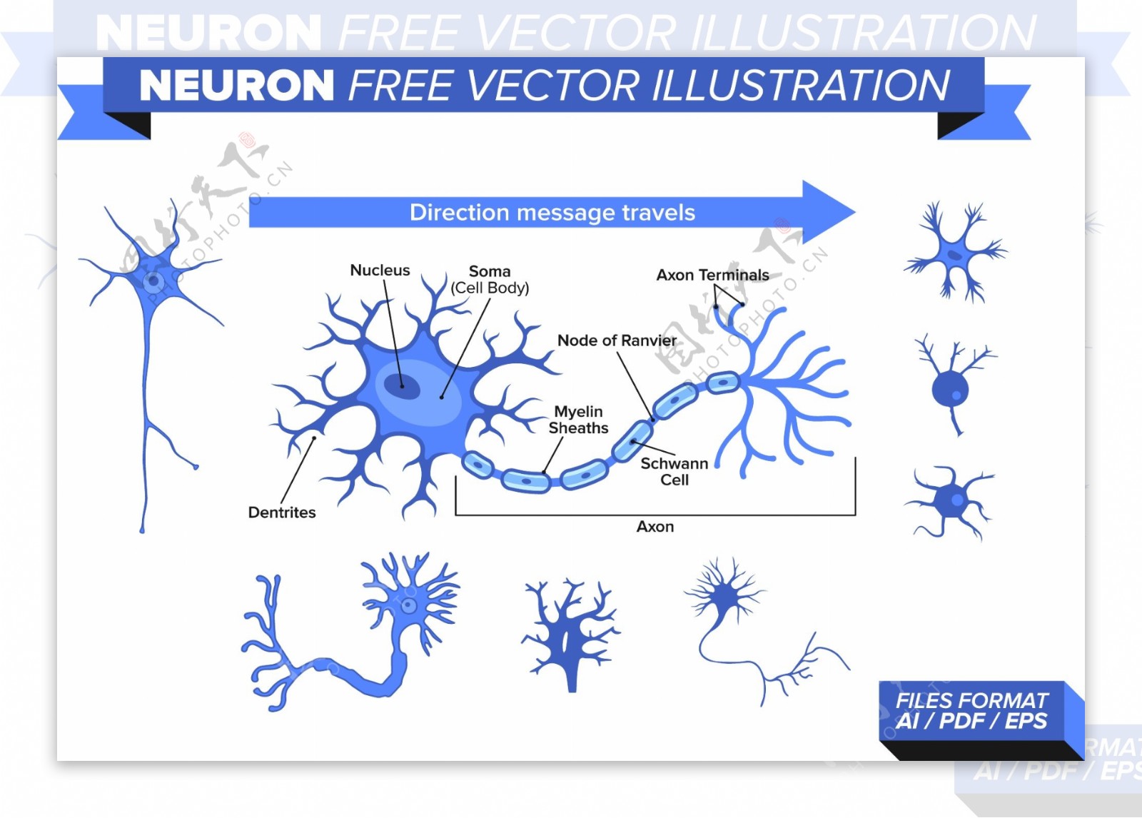 神经元自由向量图