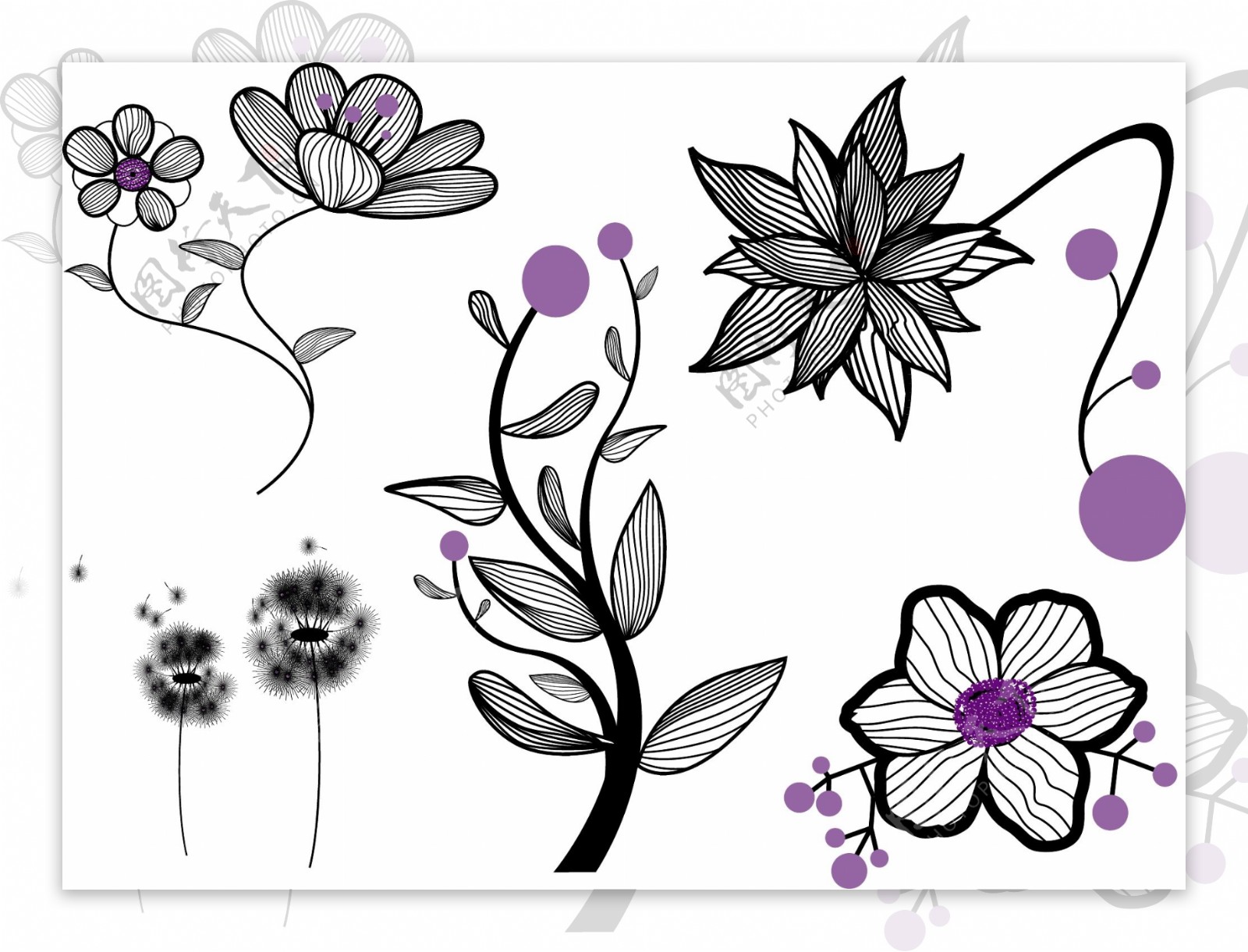 蒲公英花的设计元素图背景