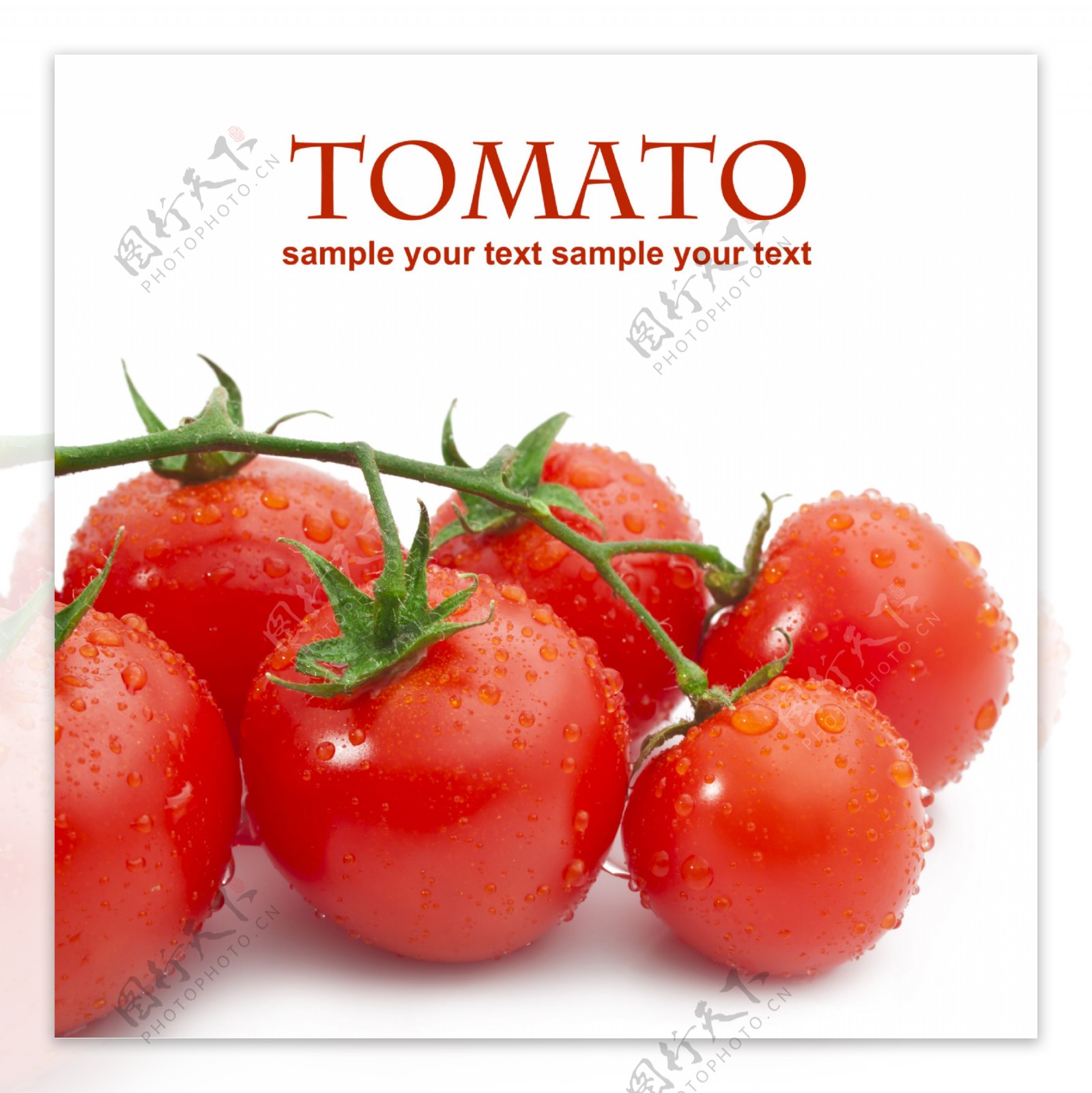 一串新鲜的西红柿图片