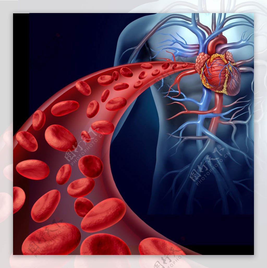 红血球与心脏图片