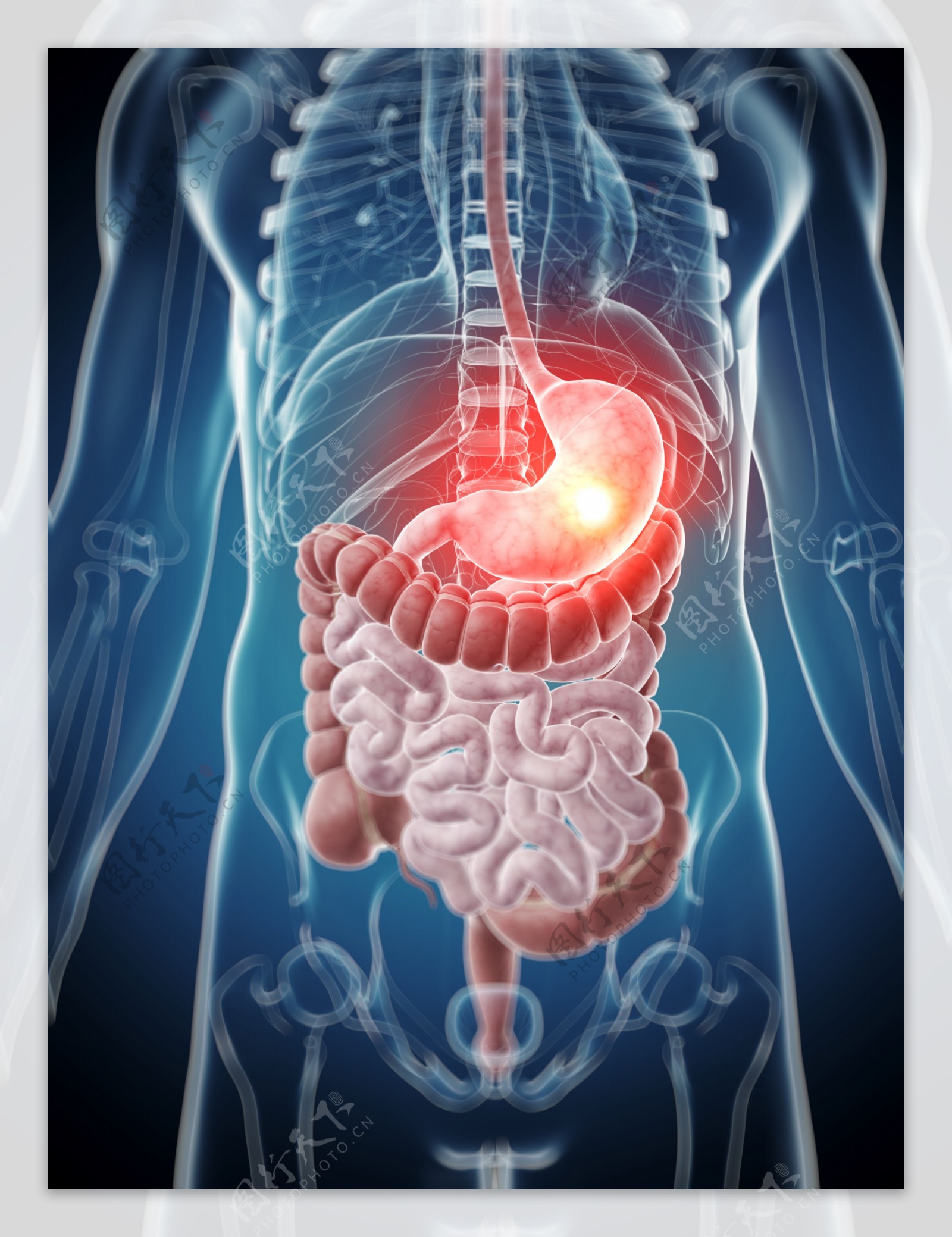 肠胃器官组织图片