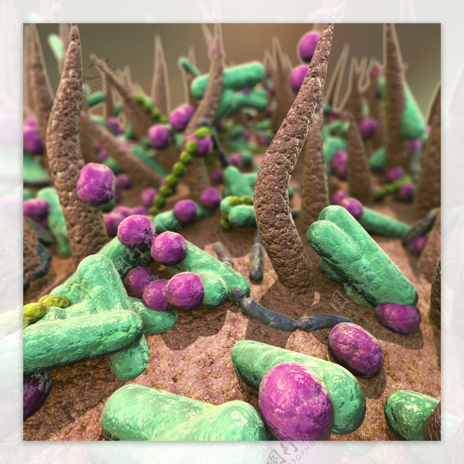 人体里面的细菌图片