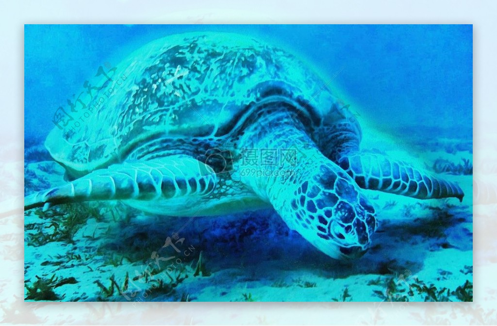海底的巨型草龟