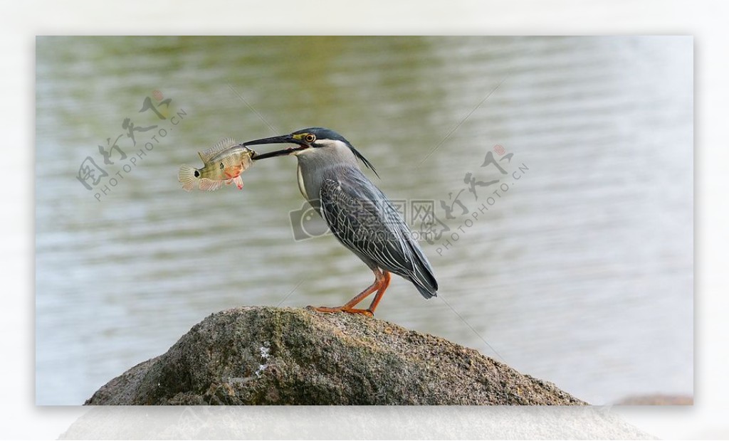 石头上吃鱼的鸟