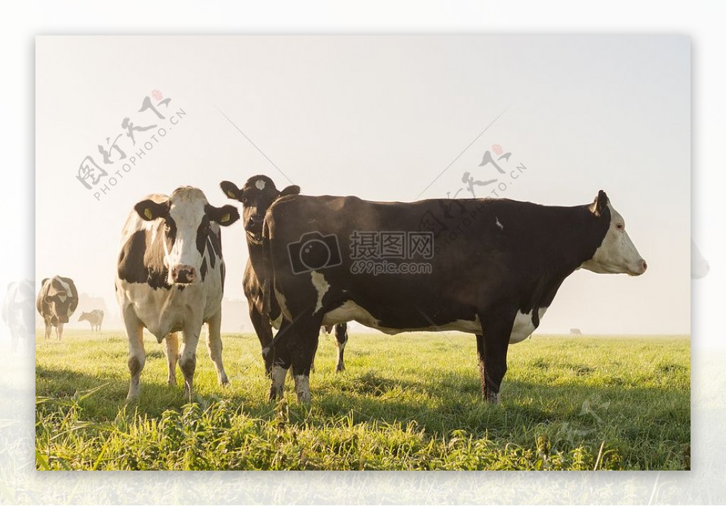 草地上的大牛