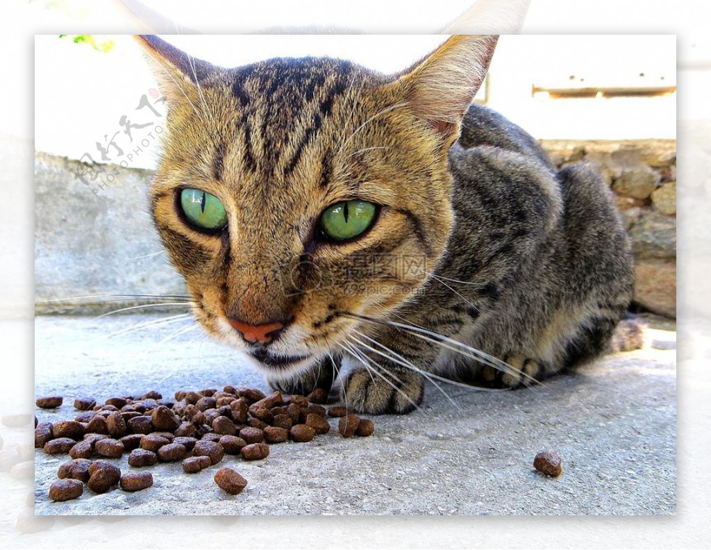 盯着食物的猫咪