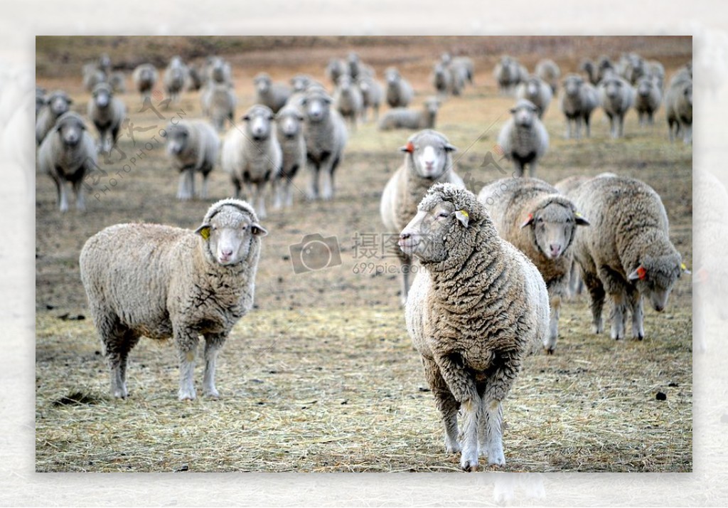 成群的小绵羊