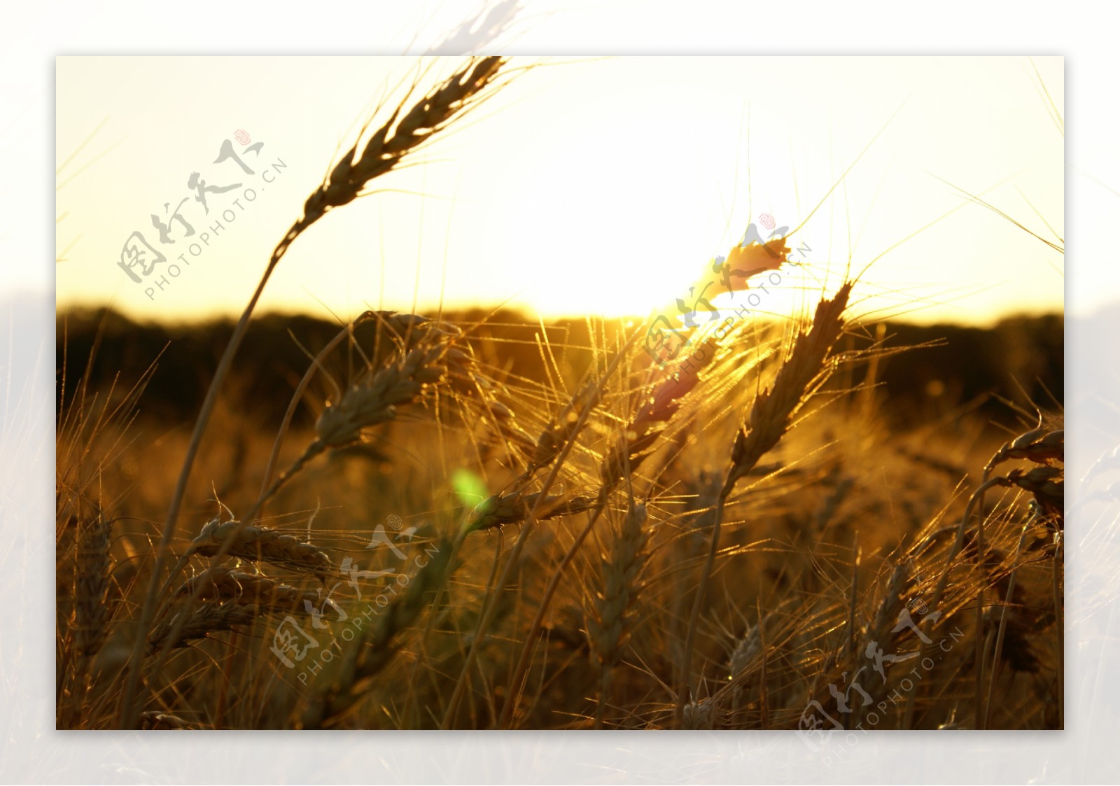 黄昏阳光麦穗图片