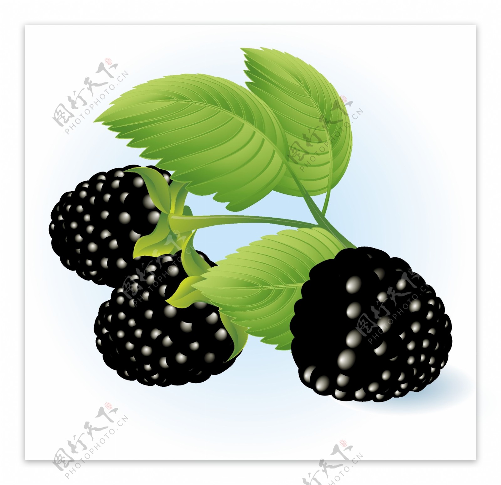 黑莓向量