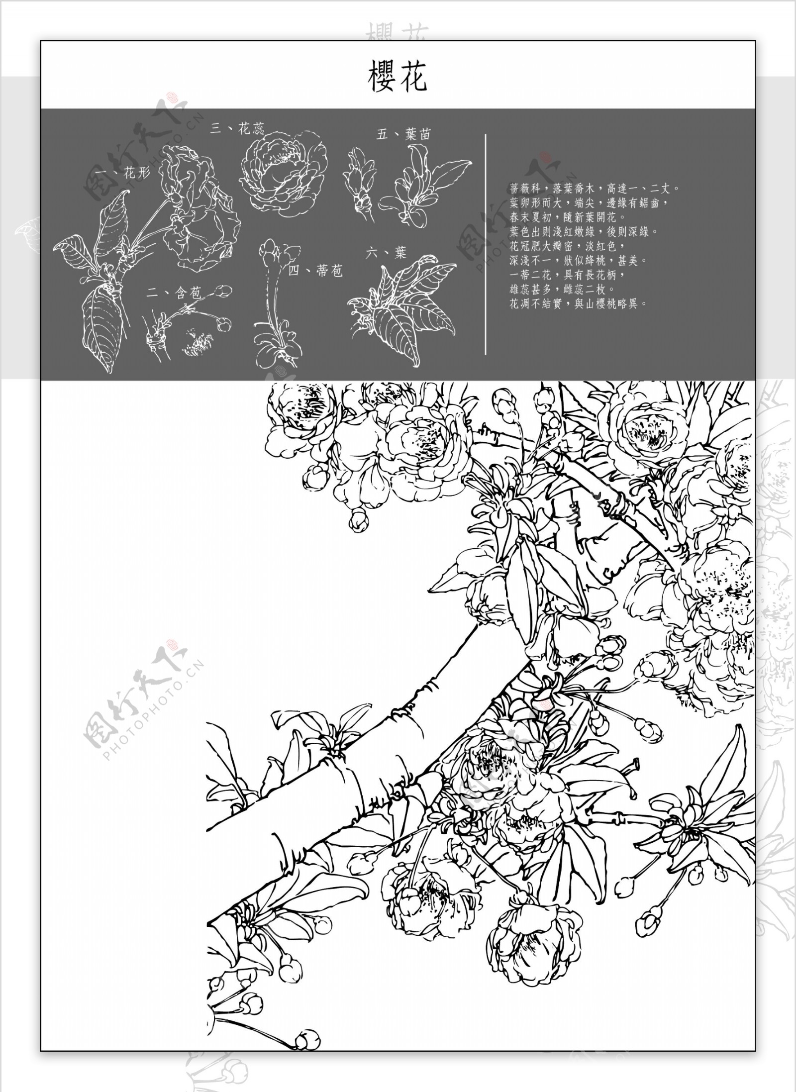 图中国传统工笔画笔法细腻注重细节4