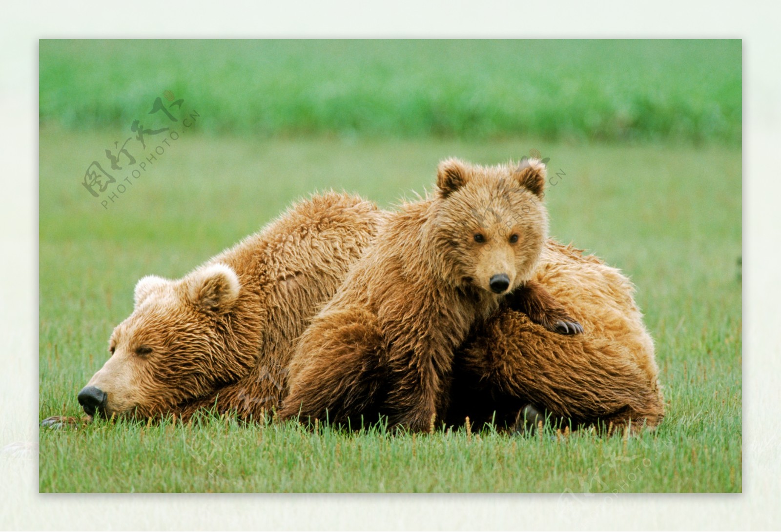 大熊与小熊