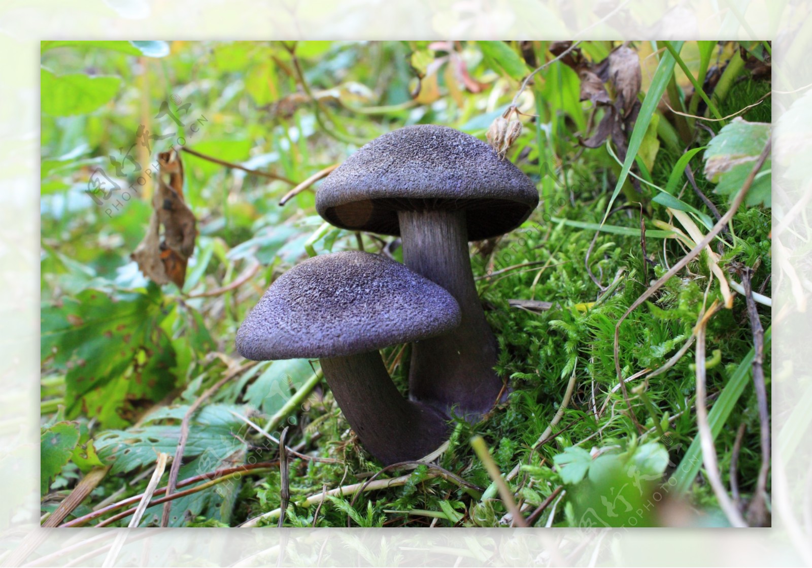 黑色蘑菇