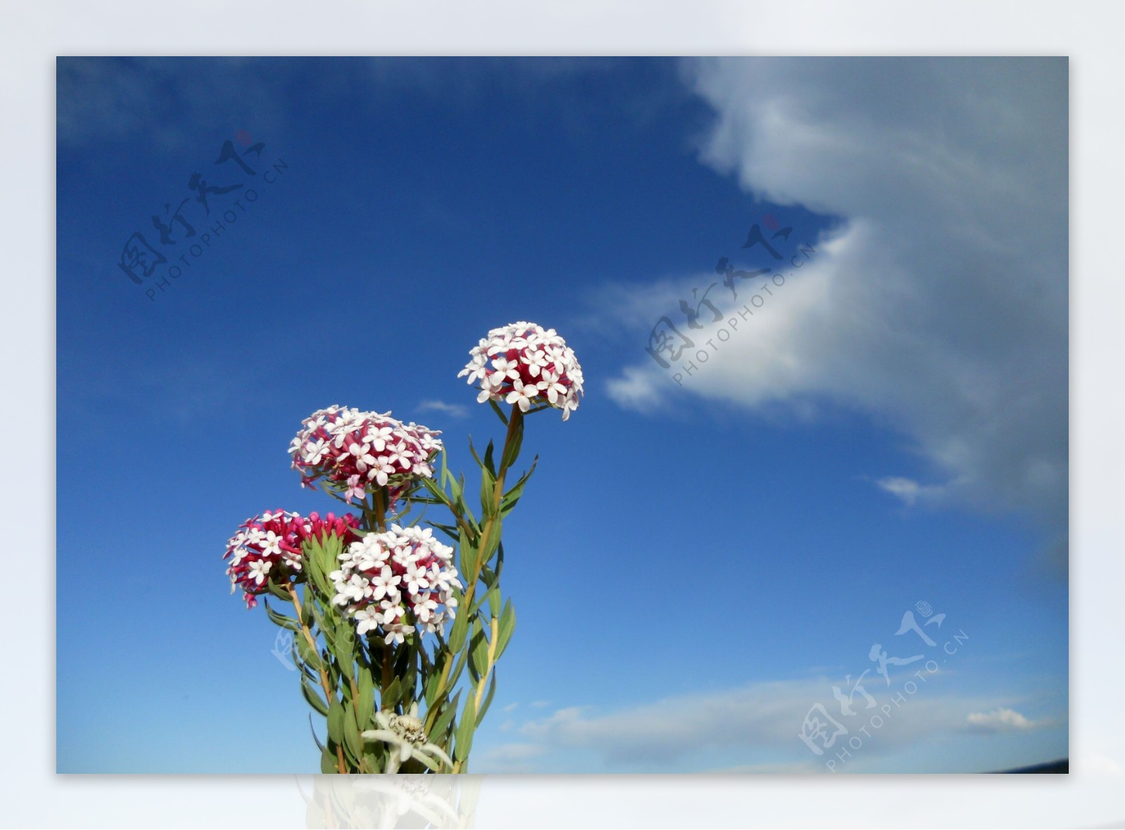 花朵天空